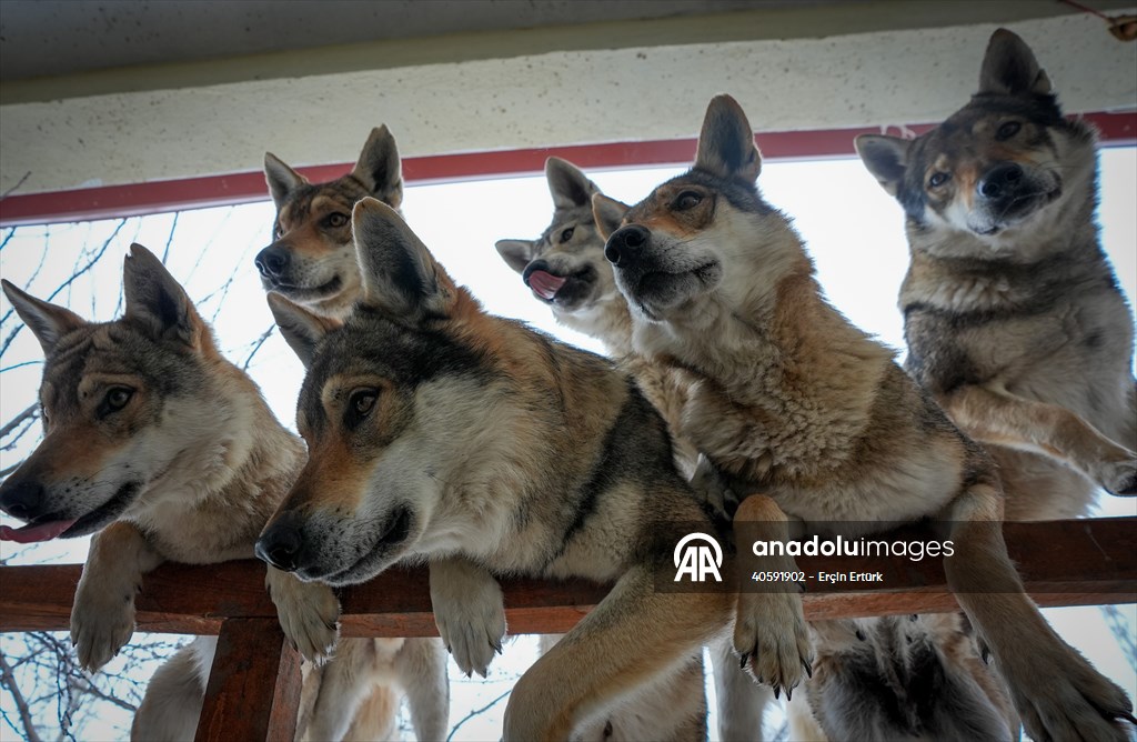 Sivas'ın bozkırında hayatını adadığı kurt köpekleri ve yırtıcı kuşlarıyla yaşıyor