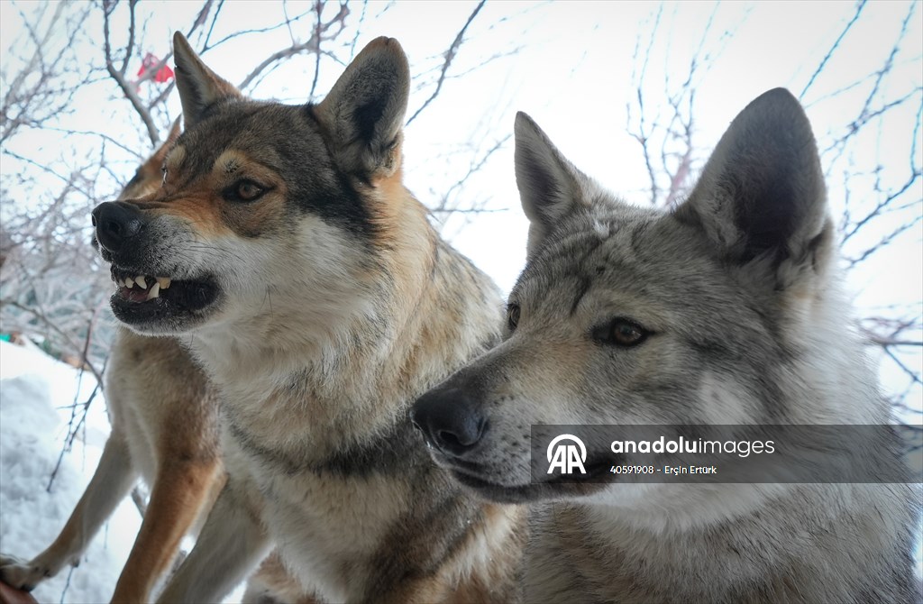 Sivas'ın bozkırında hayatını adadığı kurt köpekleri ve yırtıcı kuşlarıyla yaşıyor