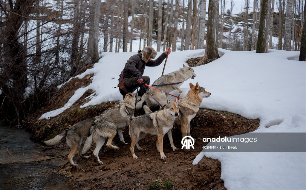 Sivas'ın bozkırında hayatını adadığı kurt köpekleri ve yırtıcı kuşlarıyla yaşıyor