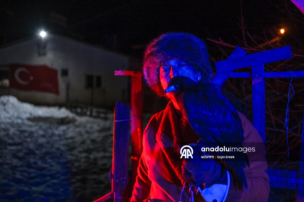 Sivas'ın bozkırında hayatını adadığı kurt köpekleri ve yırtıcı kuşlarıyla yaşıyor