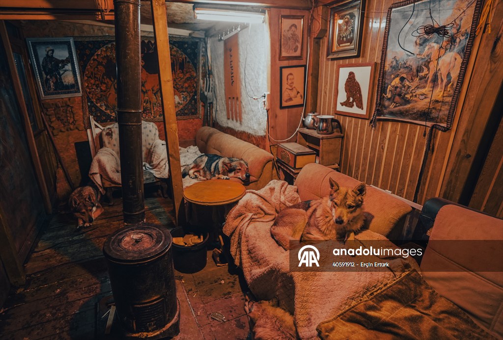 Sivas'ın bozkırında hayatını adadığı kurt köpekleri ve yırtıcı kuşlarıyla yaşıyor