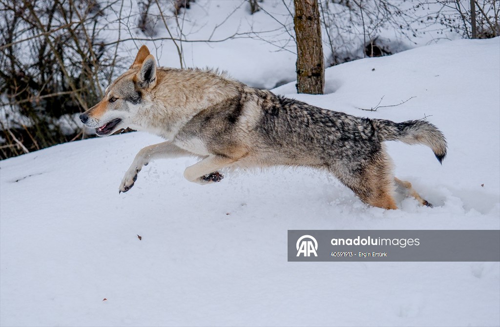 Sivas'ın bozkırında hayatını adadığı kurt köpekleri ve yırtıcı kuşlarıyla yaşıyor