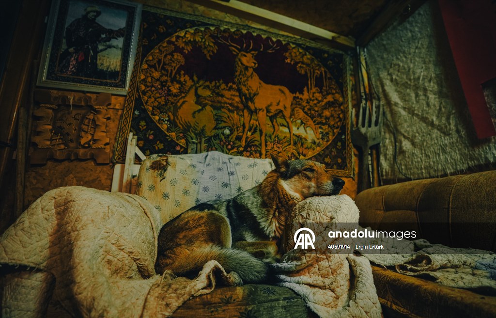 Sivas'ın bozkırında hayatını adadığı kurt köpekleri ve yırtıcı kuşlarıyla yaşıyor