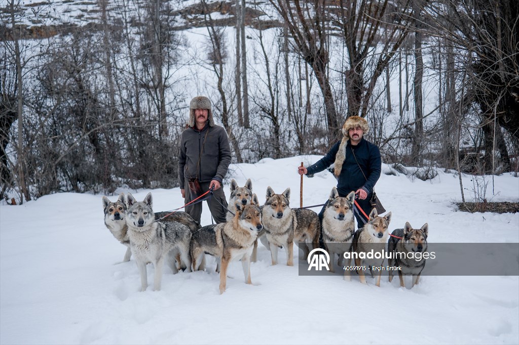 Sivas'ın bozkırında hayatını adadığı kurt köpekleri ve yırtıcı kuşlarıyla yaşıyor