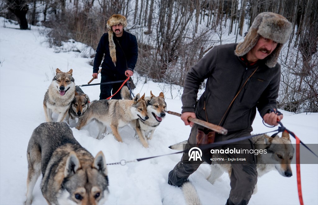 Sivas'ın bozkırında hayatını adadığı kurt köpekleri ve yırtıcı kuşlarıyla yaşıyor