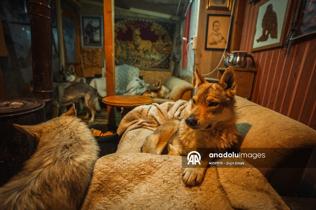 Sivas'ın bozkırında hayatını adadığı kurt köpekleri ve yırtıcı kuşlarıyla yaşıyor