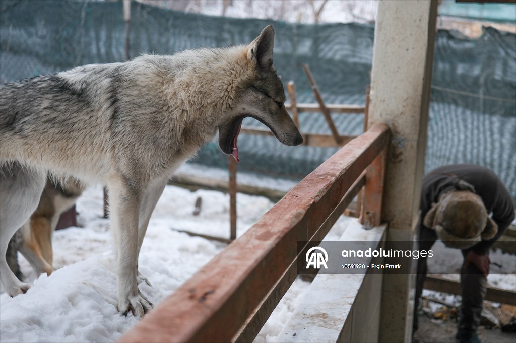 Sivas'ın bozkırında hayatını adadığı kurt köpekleri ve yırtıcı kuşlarıyla yaşıyor