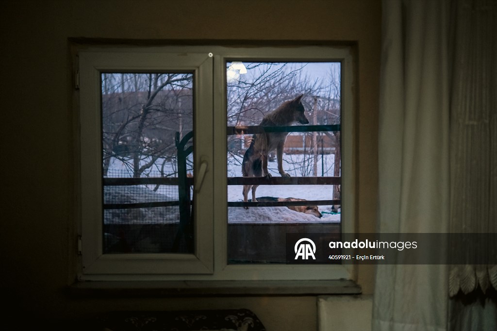 Sivas'ın bozkırında hayatını adadığı kurt köpekleri ve yırtıcı kuşlarıyla yaşıyor