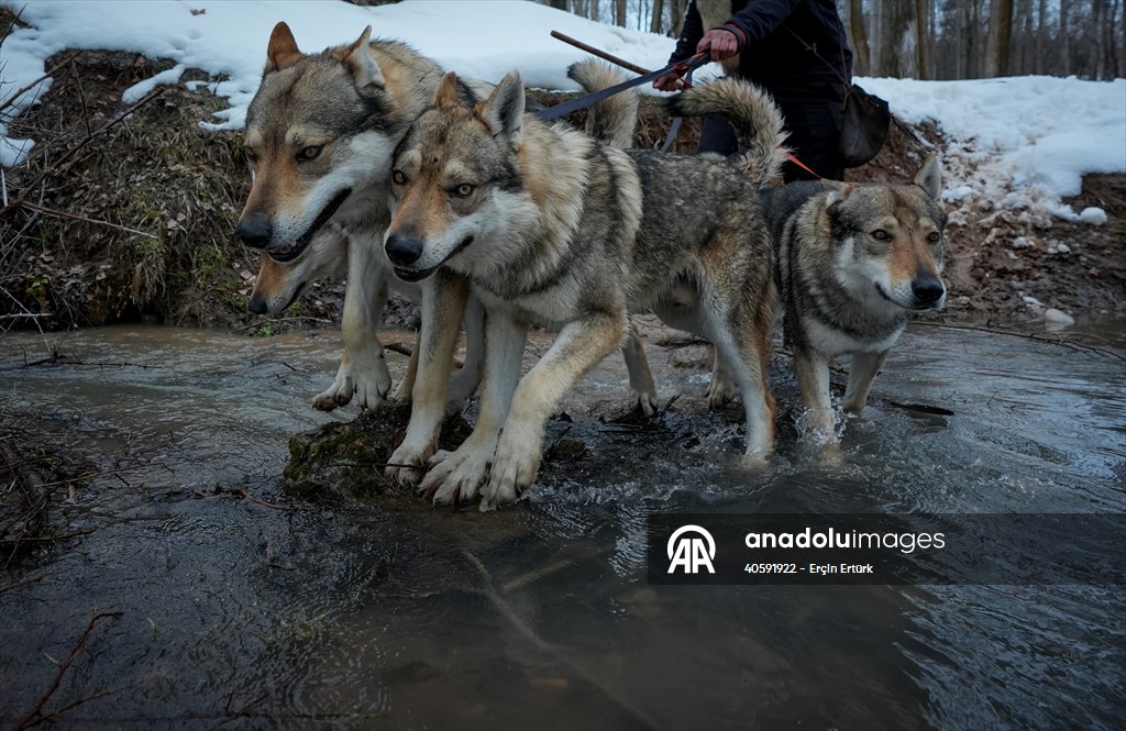 Sivas'ın bozkırında hayatını adadığı kurt köpekleri ve yırtıcı kuşlarıyla yaşıyor