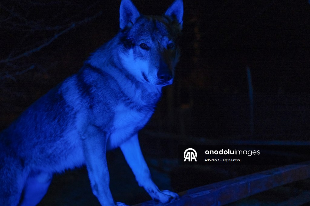 Sivas'ın bozkırında hayatını adadığı kurt köpekleri ve yırtıcı kuşlarıyla yaşıyor