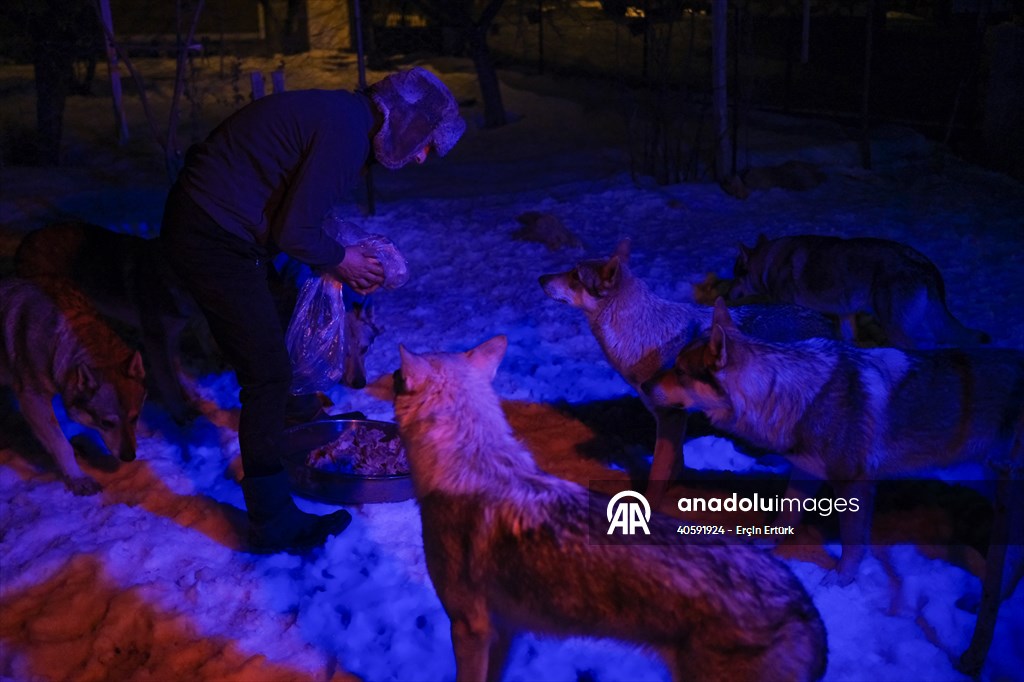 Sivas'ın bozkırında hayatını adadığı kurt köpekleri ve yırtıcı kuşlarıyla yaşıyor