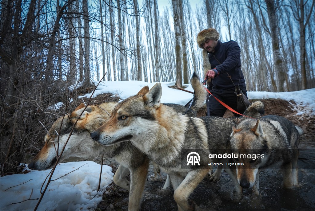 Sivas'ın bozkırında hayatını adadığı kurt köpekleri ve yırtıcı kuşlarıyla yaşıyor