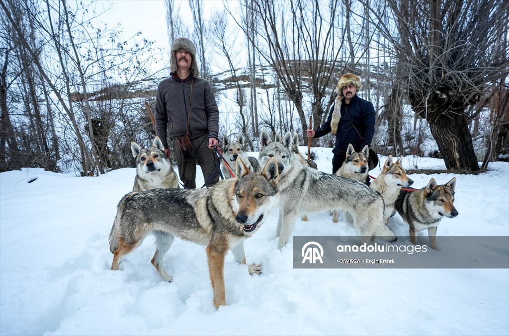Sivas'ın bozkırında hayatını adadığı kurt köpekleri ve yırtıcı kuşlarıyla yaşıyor