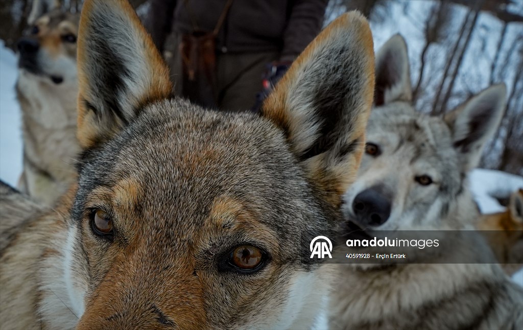 Sivas'ın bozkırında hayatını adadığı kurt köpekleri ve yırtıcı kuşlarıyla yaşıyor