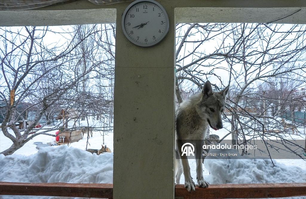 Sivas'ın bozkırında hayatını adadığı kurt köpekleri ve yırtıcı kuşlarıyla yaşıyor