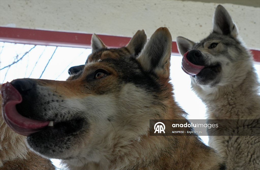 Sivas'ın bozkırında hayatını adadığı kurt köpekleri ve yırtıcı kuşlarıyla yaşıyor