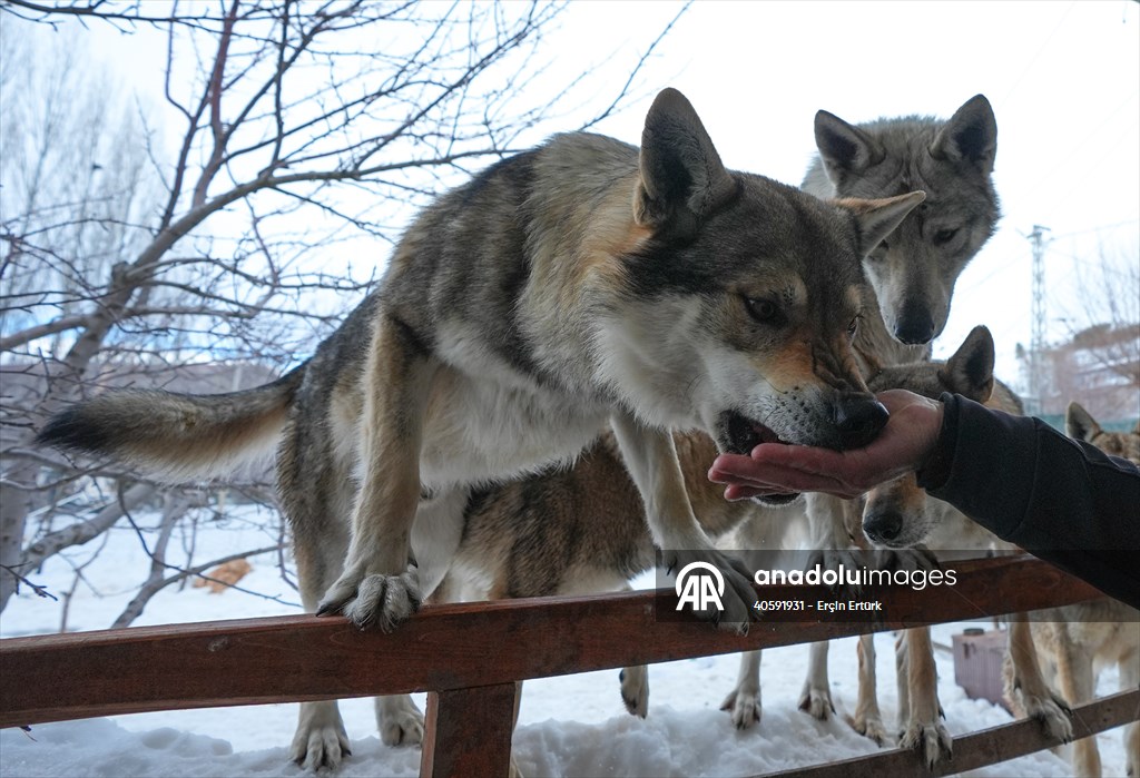 Sivas'ın bozkırında hayatını adadığı kurt köpekleri ve yırtıcı kuşlarıyla yaşıyor