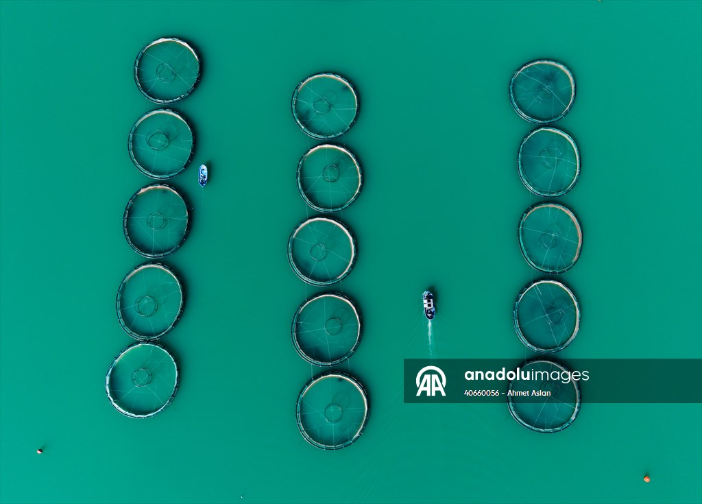 Kahramanmaraş’ta barajlarda üretilen somon ve alabalık ihraç ediliyor