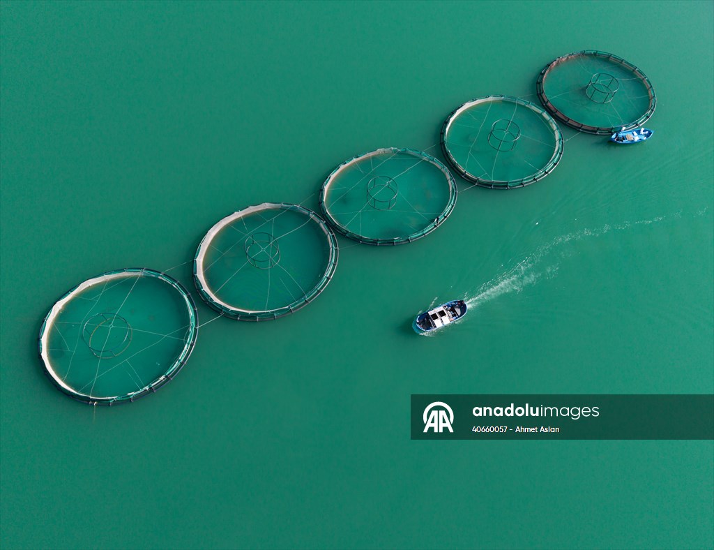 Kahramanmaraş’ta barajlarda üretilen somon ve alabalık ihraç ediliyor