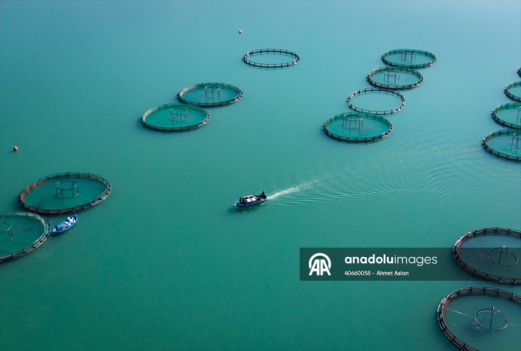 Kahramanmaraş’ta barajlarda üretilen somon ve alabalık ihraç ediliyor