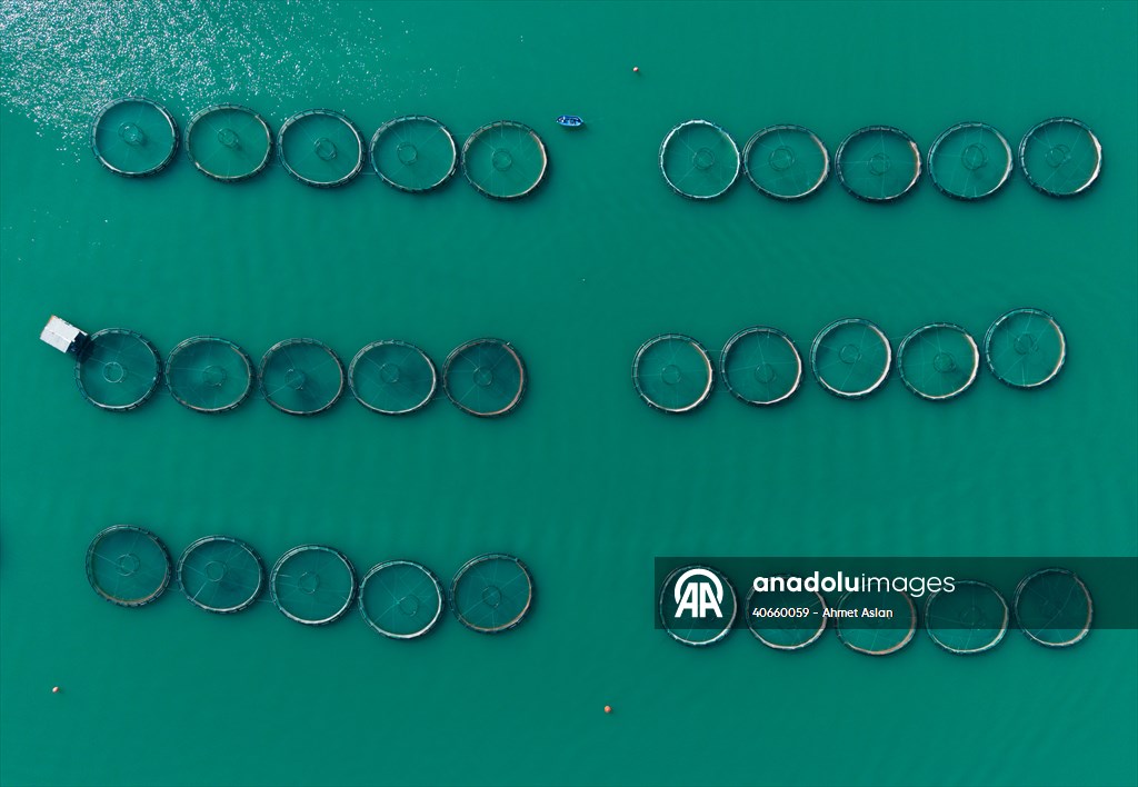 Kahramanmaraş’ta barajlarda üretilen somon ve alabalık ihraç ediliyor