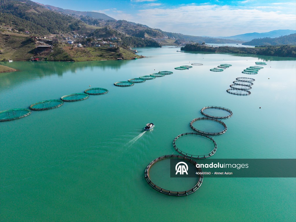Kahramanmaraş’ta barajlarda üretilen somon ve alabalık ihraç ediliyor
