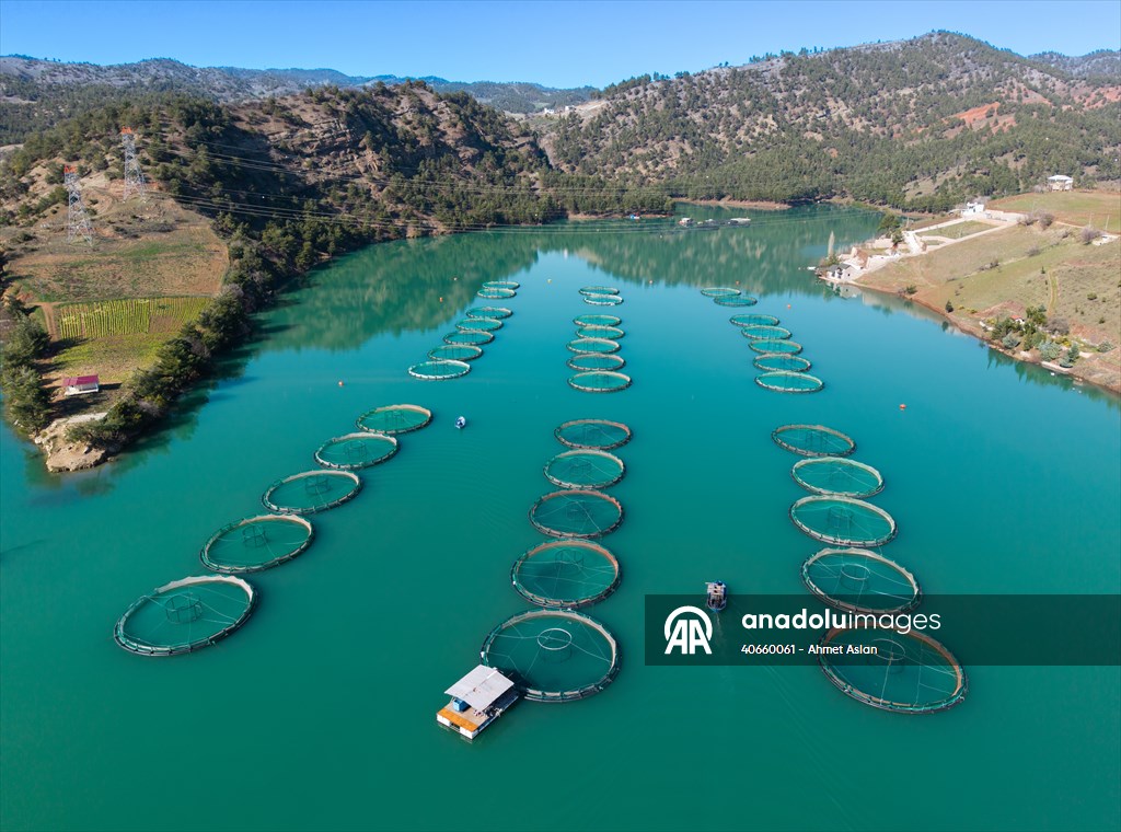 Kahramanmaraş’ta barajlarda üretilen somon ve alabalık ihraç ediliyor