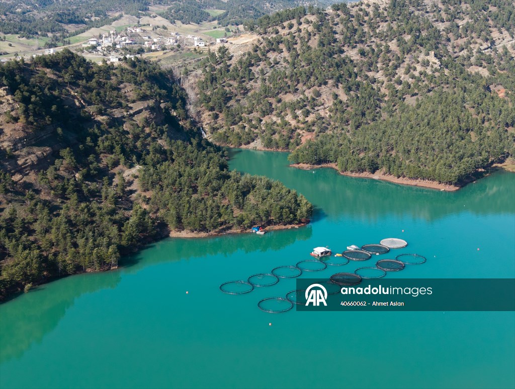 Kahramanmaraş’ta barajlarda üretilen somon ve alabalık ihraç ediliyor