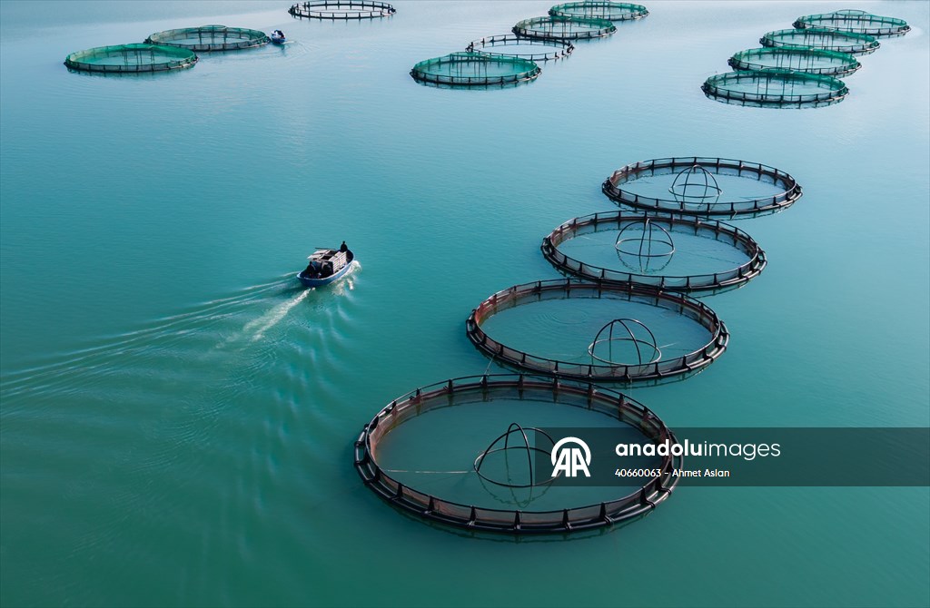 Kahramanmaraş’ta barajlarda üretilen somon ve alabalık ihraç ediliyor