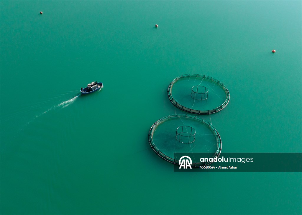 Kahramanmaraş’ta barajlarda üretilen somon ve alabalık ihraç ediliyor