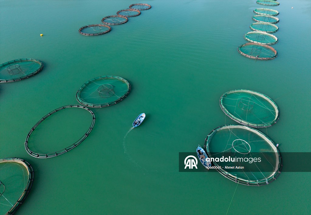 Kahramanmaraş’ta barajlarda üretilen somon ve alabalık ihraç ediliyor