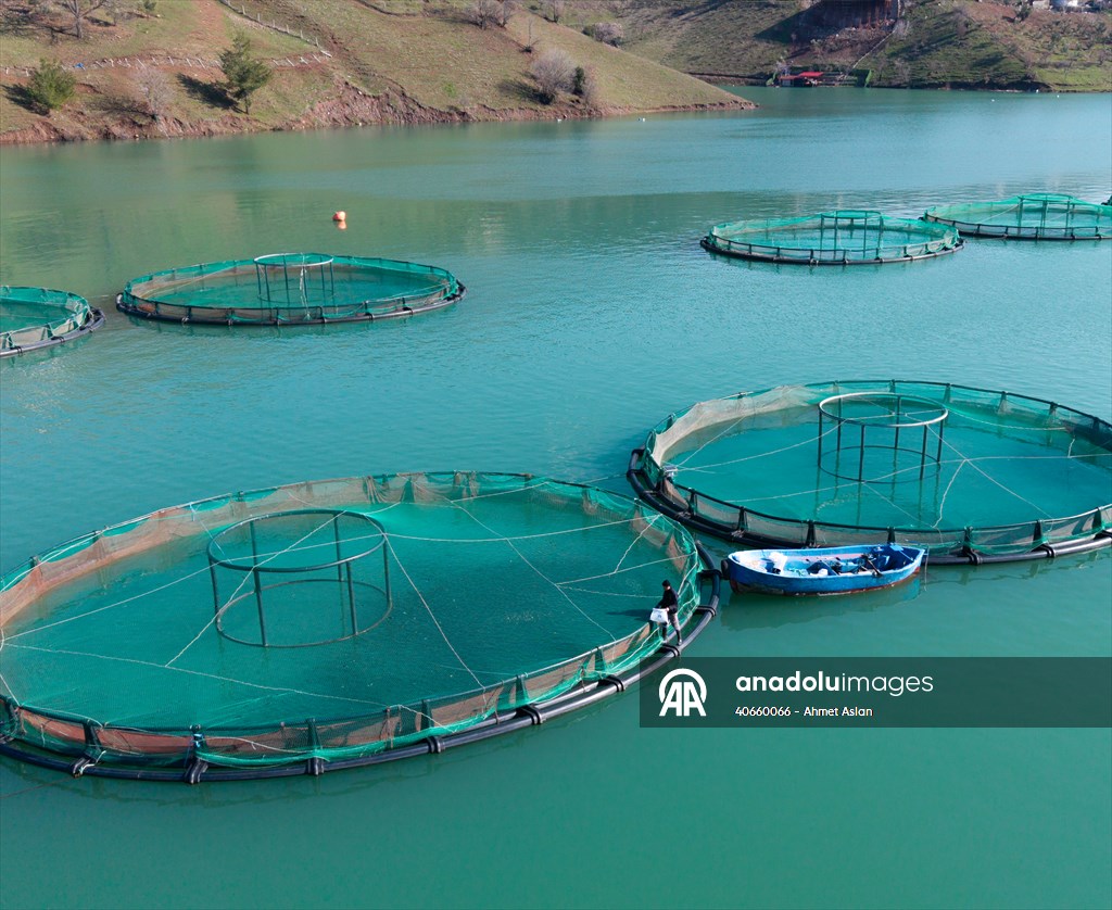 Kahramanmaraş’ta barajlarda üretilen somon ve alabalık ihraç ediliyor