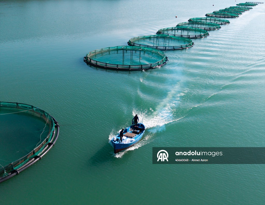 Kahramanmaraş’ta barajlarda üretilen somon ve alabalık ihraç ediliyor