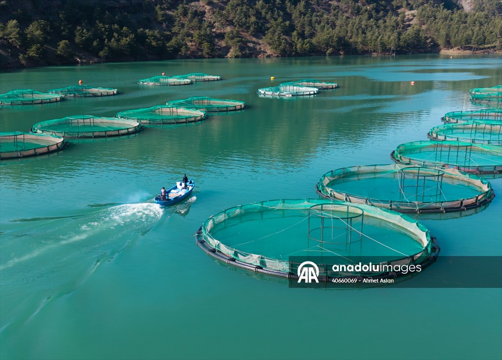 Kahramanmaraş’ta barajlarda üretilen somon ve alabalık ihraç ediliyor