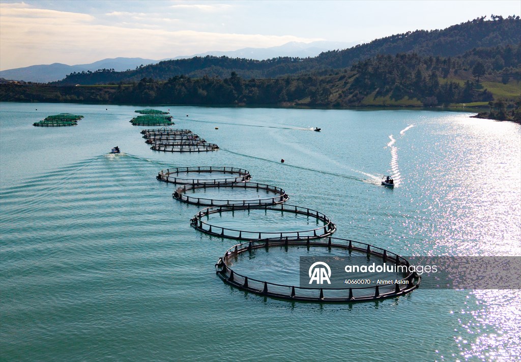 Kahramanmaraş’ta barajlarda üretilen somon ve alabalık ihraç ediliyor