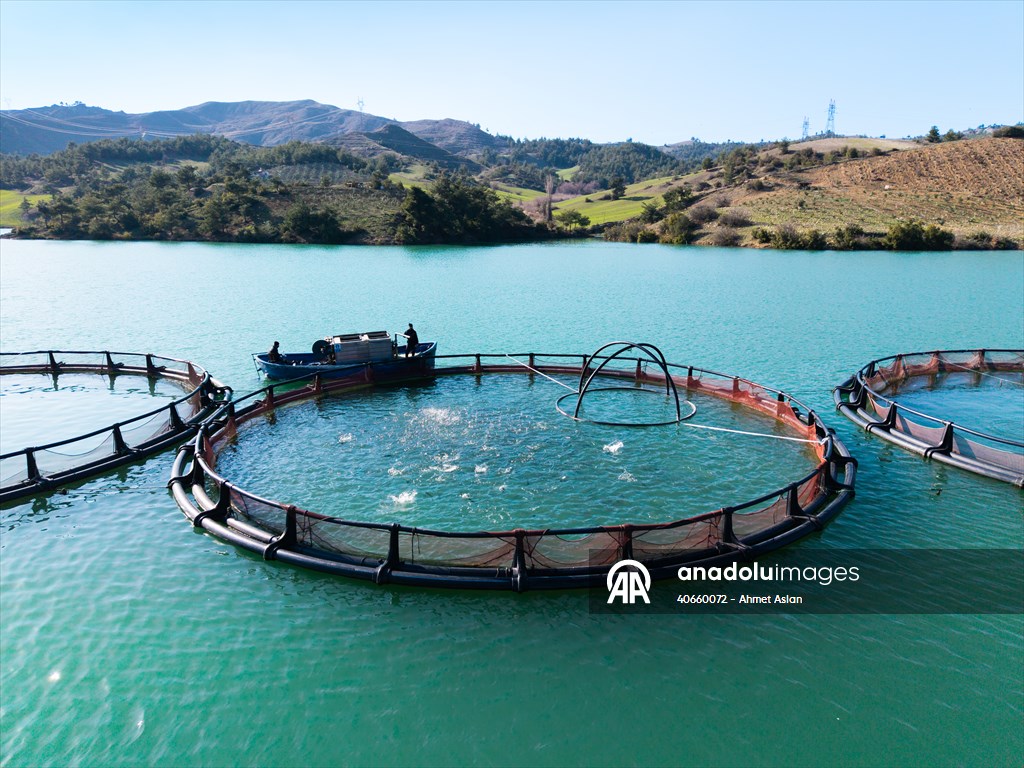 Kahramanmaraş’ta barajlarda üretilen somon ve alabalık ihraç ediliyor