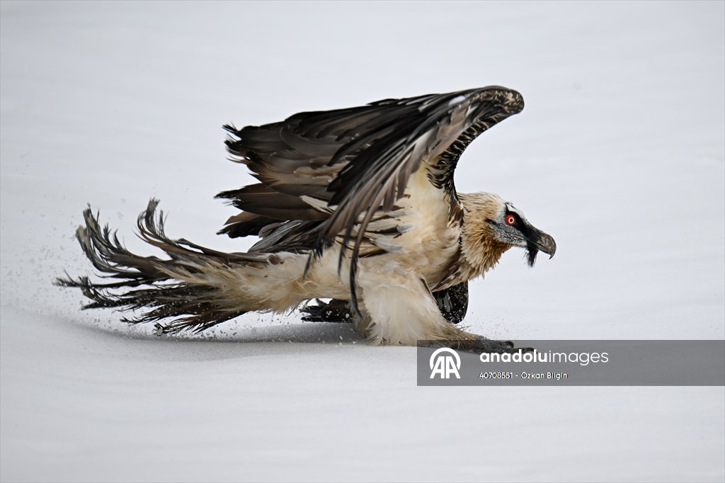 Wildlife Protection and Rehabilitation Center in Turkiye's Van treat wounded wild animals