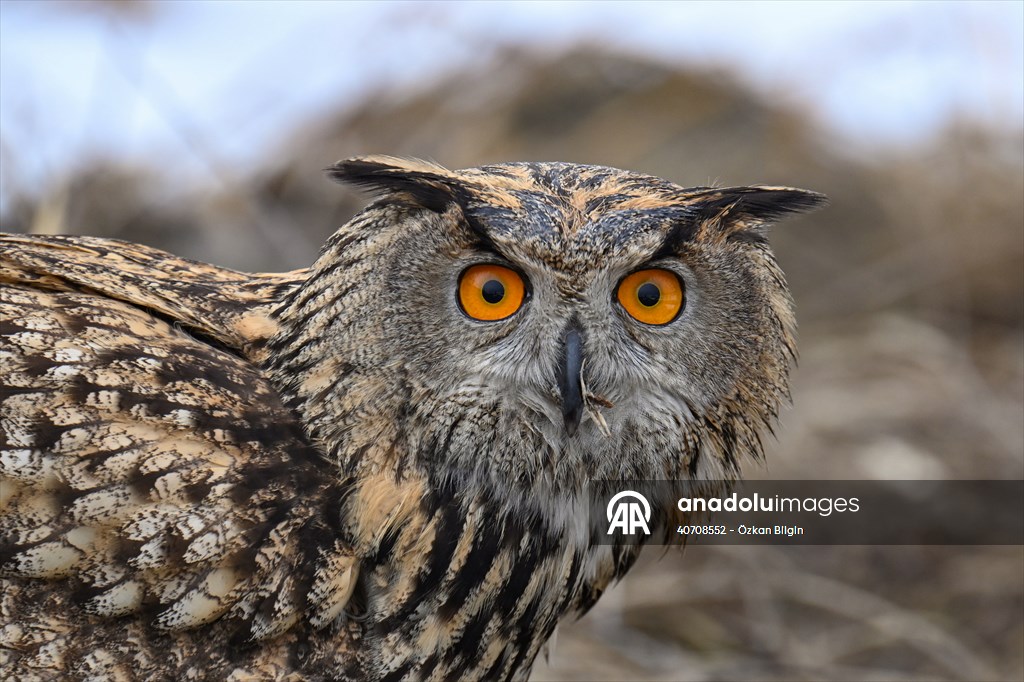 Wildlife Protection and Rehabilitation Center in Turkiye's Van treat wounded wild animals
