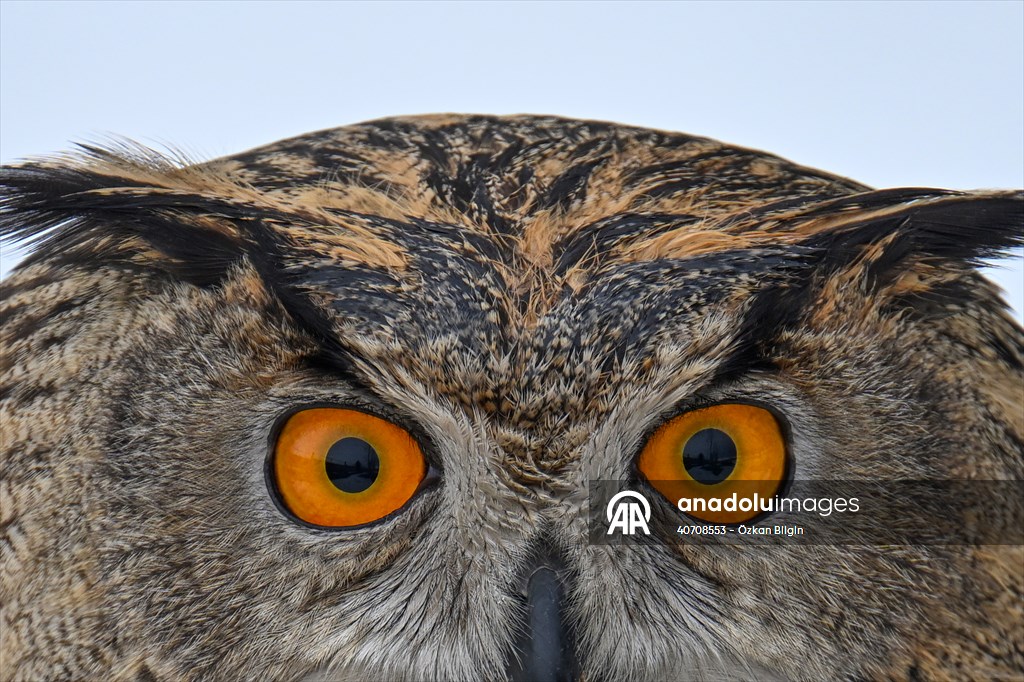 Wildlife Protection and Rehabilitation Center in Turkiye's Van treat wounded wild animals