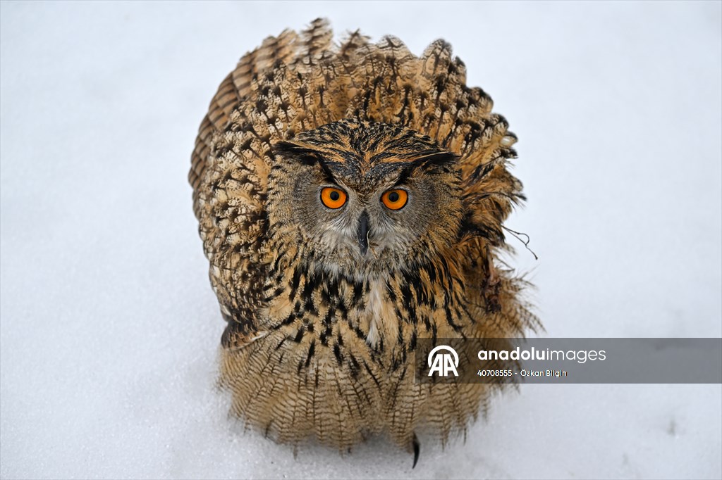 Wildlife Protection and Rehabilitation Center in Turkiye's Van treat wounded wild animals