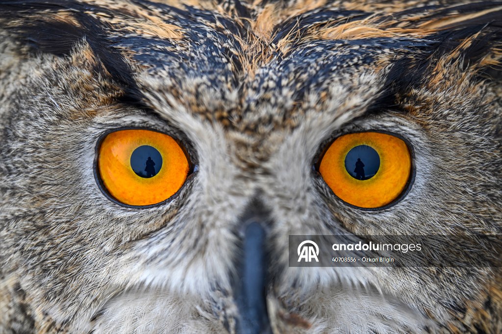 Wildlife Protection and Rehabilitation Center in Turkiye's Van treat wounded wild animals