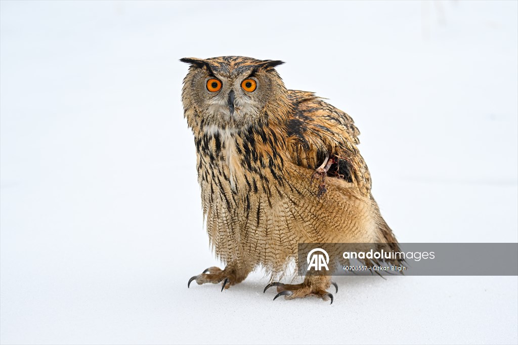 Wildlife Protection and Rehabilitation Center in Turkiye's Van treat wounded wild animals