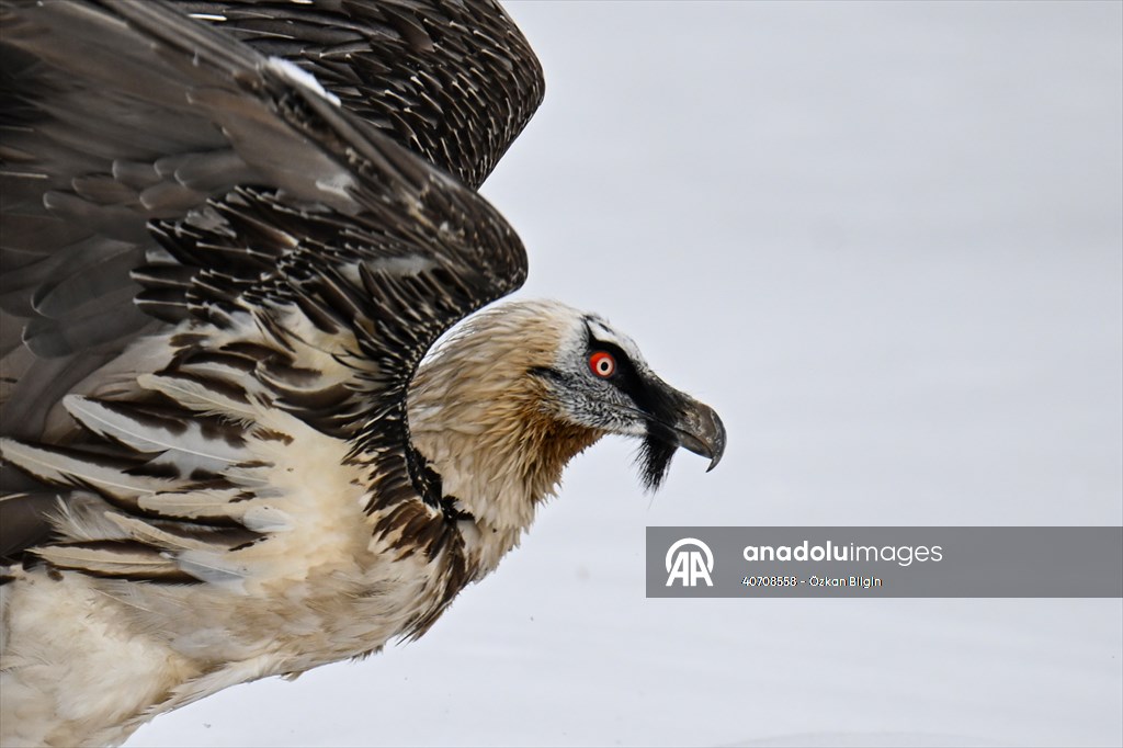 Wildlife Protection and Rehabilitation Center in Turkiye's Van treat wounded wild animals