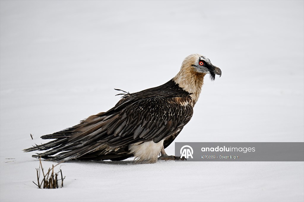 Wildlife Protection and Rehabilitation Center in Turkiye's Van treat wounded wild animals