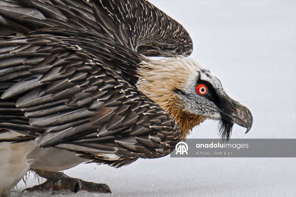 Wildlife Protection and Rehabilitation Center in Turkiye's Van treat wounded wild animals