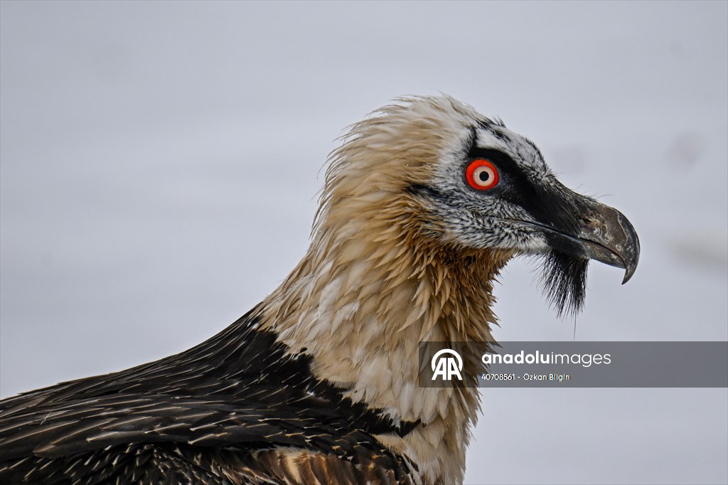 Wildlife Protection and Rehabilitation Center in Turkiye's Van treat wounded wild animals