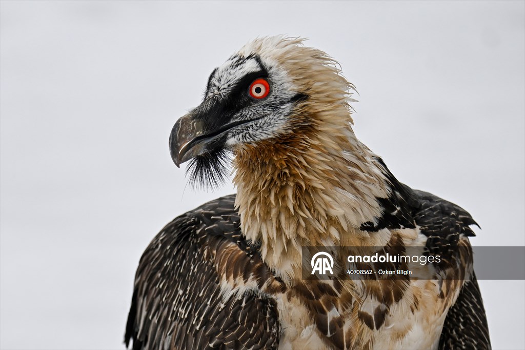 Wildlife Protection and Rehabilitation Center in Turkiye's Van treat wounded wild animals