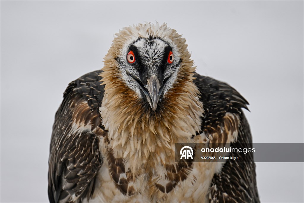 Wildlife Protection and Rehabilitation Center in Turkiye's Van treat wounded wild animals