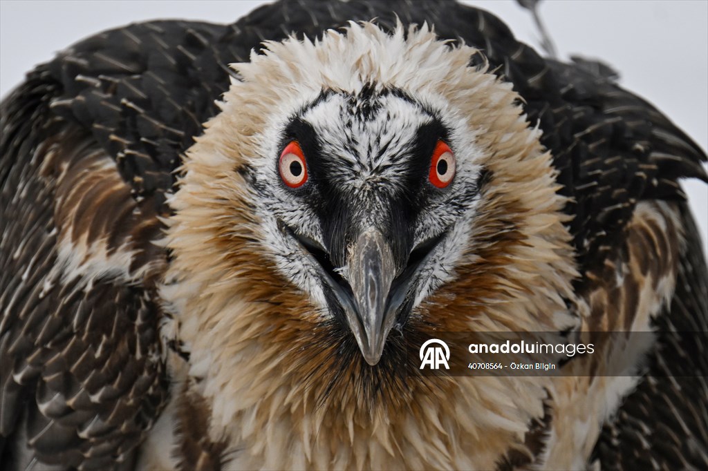 Wildlife Protection and Rehabilitation Center in Turkiye's Van treat wounded wild animals