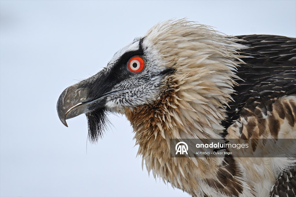 Wildlife Protection and Rehabilitation Center in Turkiye's Van treat wounded wild animals
